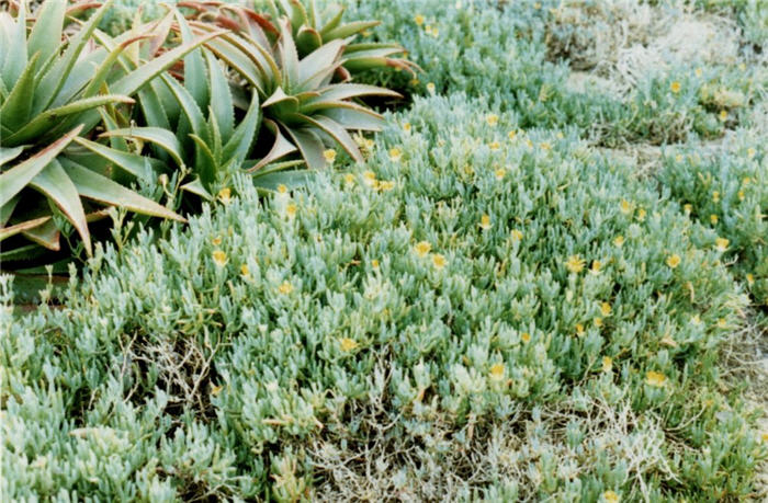 Plant photo of: Malephora lutea