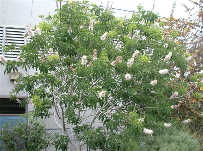 Plant photo of: Aesculus californica