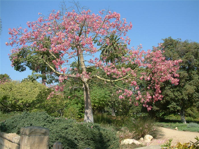Plant photo of: Ceiba speciosa
