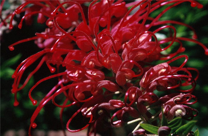 Plant photo of: Grevillea 'Canberra Gem'