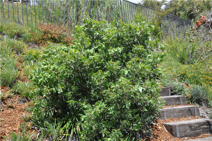 Plant photo of: Rhamnus alaternus