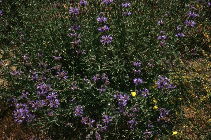 Plant photo of: Salvia 'Aromas'