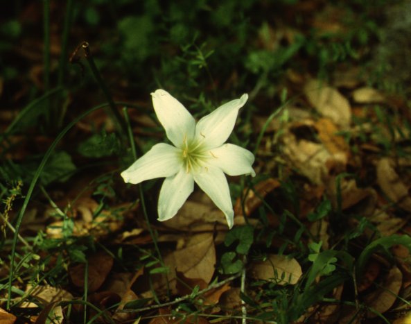Zephyr Flower, Fairy Lily