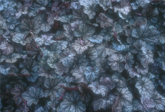 Plant photo of: Heuchera 'Persian Carpet'