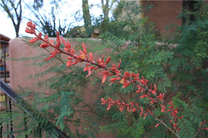 Plant photo of: Hesperaloe parviflora
