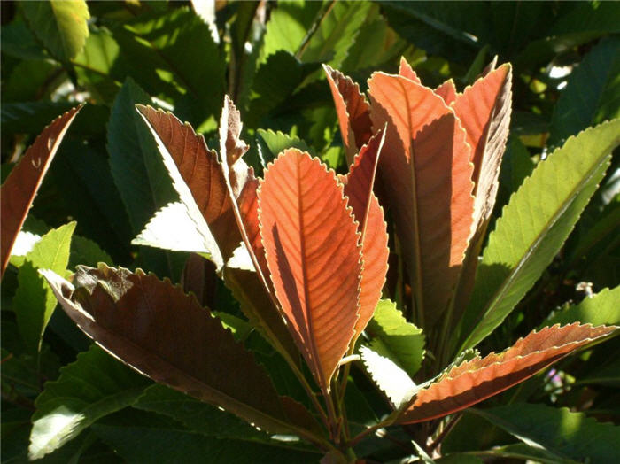 Plant photo of: Eriobotrya deflexa