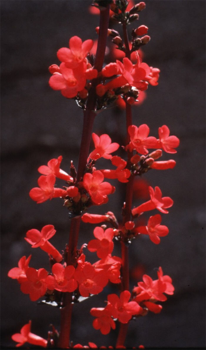 Plant photo of: Penstemon superbus