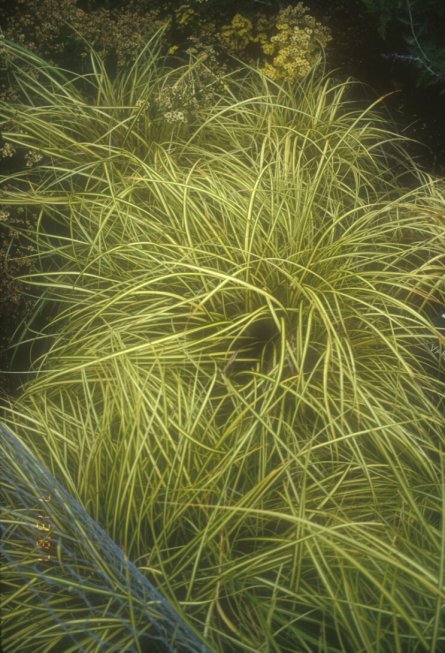 Plant photo of: Carex elata 'Aurea'