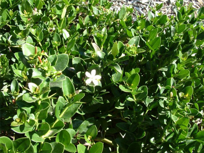 Plant photo of: Carissa macrocarpa 'Prostrata'