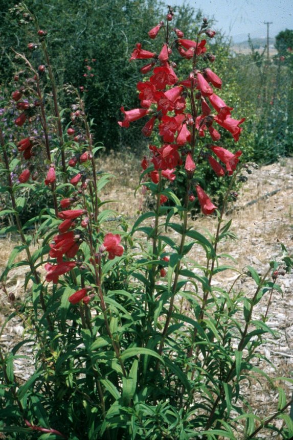 Plant photo of: Penstemon hybrids 'Firebird'