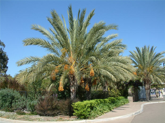 Desert Date Palm