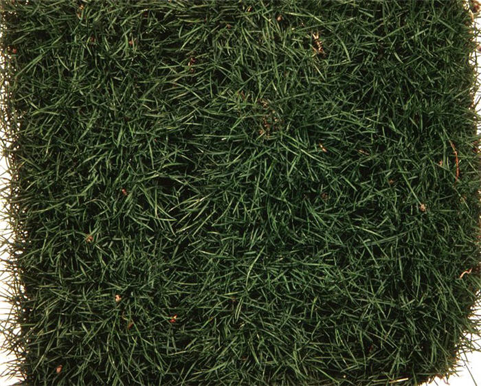 Korean Grass