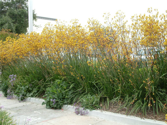 Plant photo of: Anigozanthos 'Yellow'