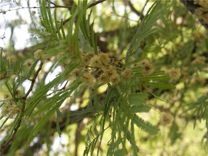 Plant photo of: Lysiloma microphylla thornberi