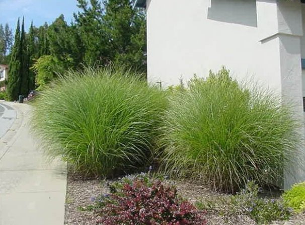 Eulalia Grass, Japanese Silver Gras