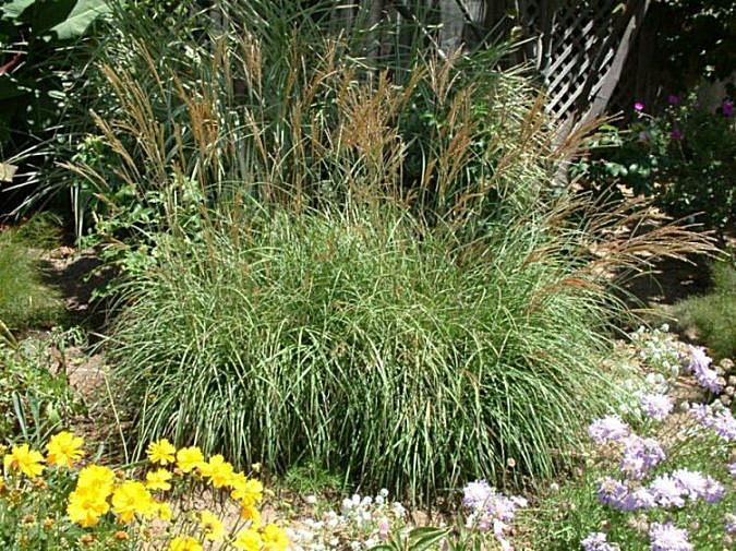Plant photo of: Miscanthus sinensis
