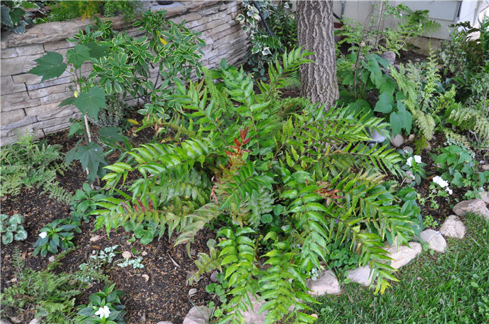 Plant photo of: Cyrtomium falcatum