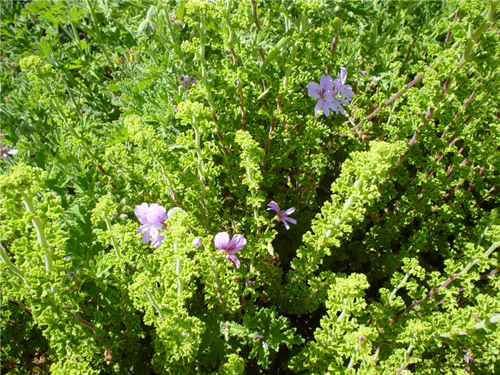 Plant photo of: Pelargonium 'Scented'