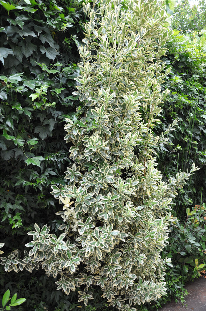 Plant photo of: Pittosporum tenuifolium 'Variegata'
