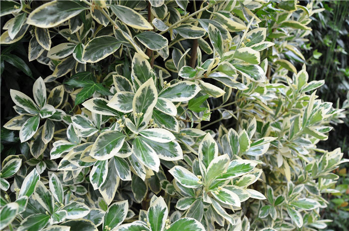 Plant photo of: Pittosporum tenuifolium 'Variegata'