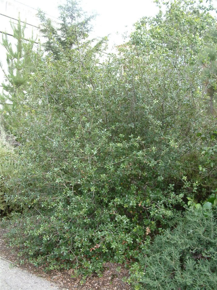 Quercus dumosa