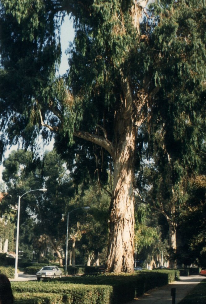 Plant photo of: Eucalyptus viminalis