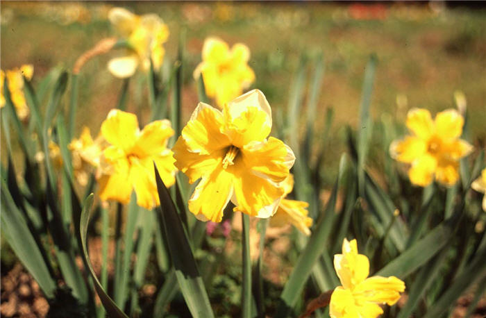 Mistrial Daffodil