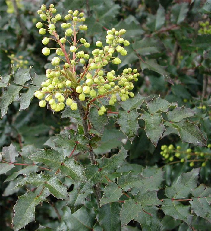 Plant photo of: Berberis aquifolium