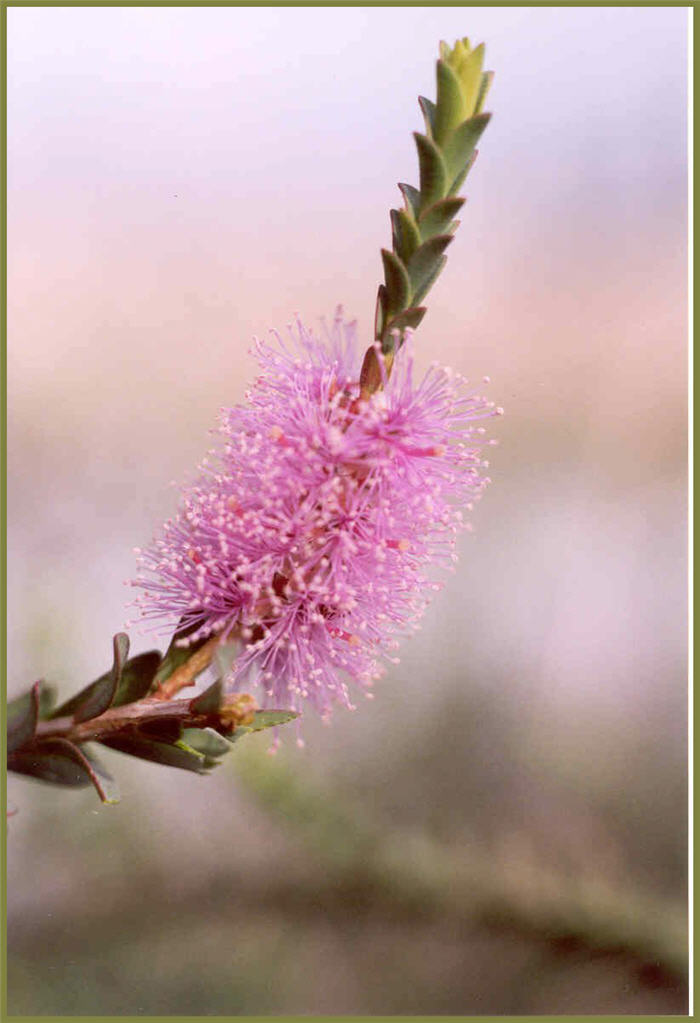 Lilac or Totem Poles Melaleuca
