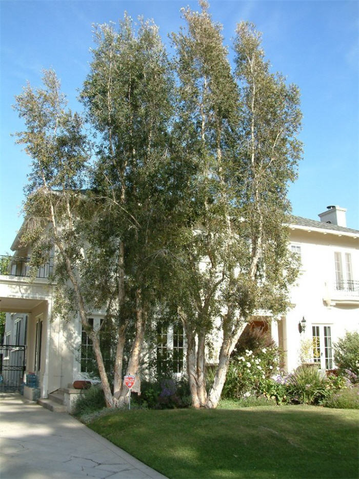 Cajeput  or Paperbark or Punk Tree