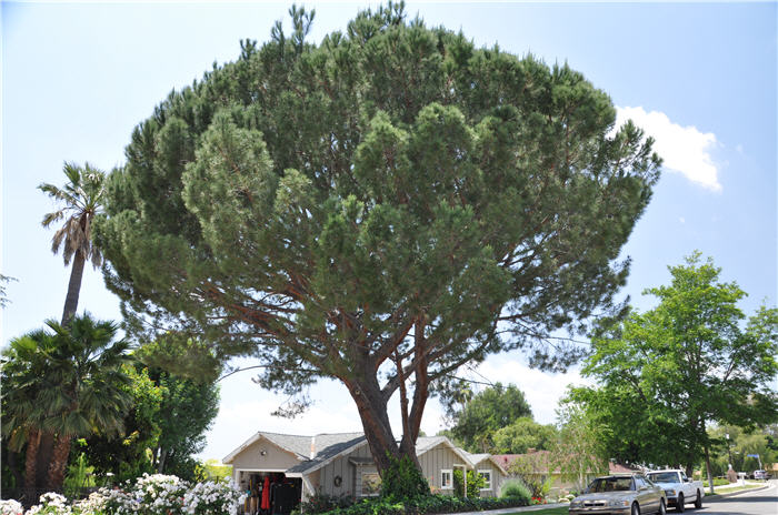 Plant photo of: Pinus pinea