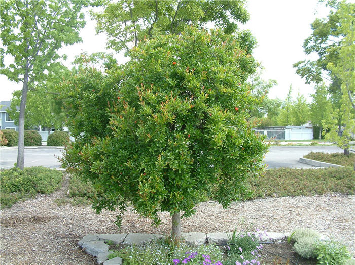 Plant photo of: Punica granatum