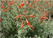 California Fuchsia, Zauschneria