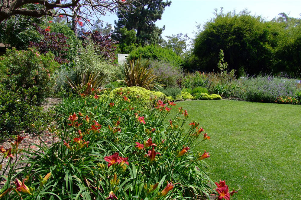 Daylily Border