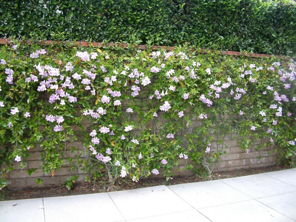 Trumpet Vine Display on Wall