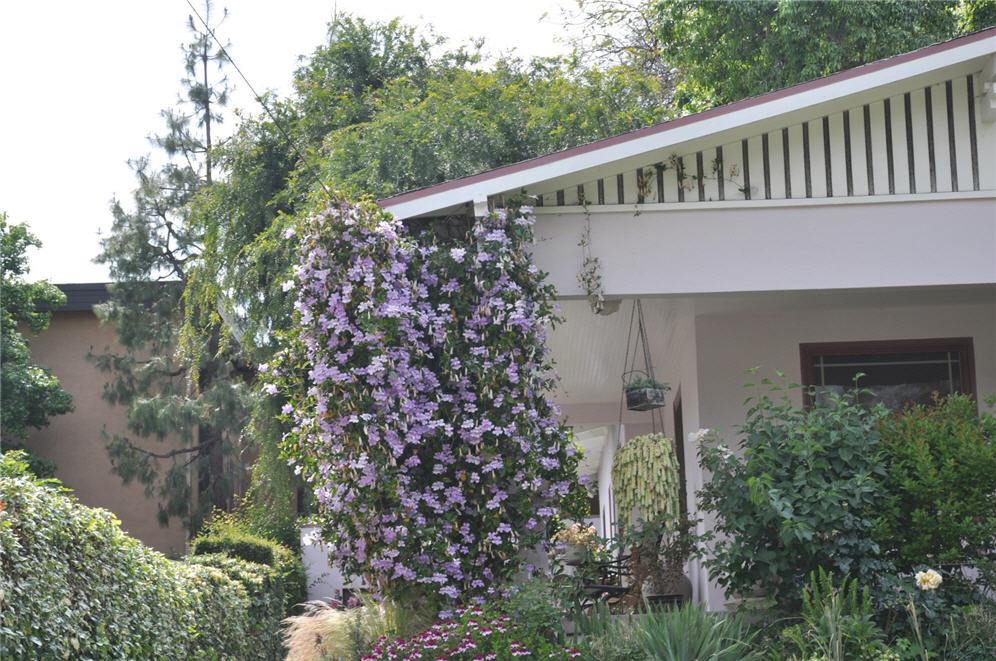 Trumpet Vine Display