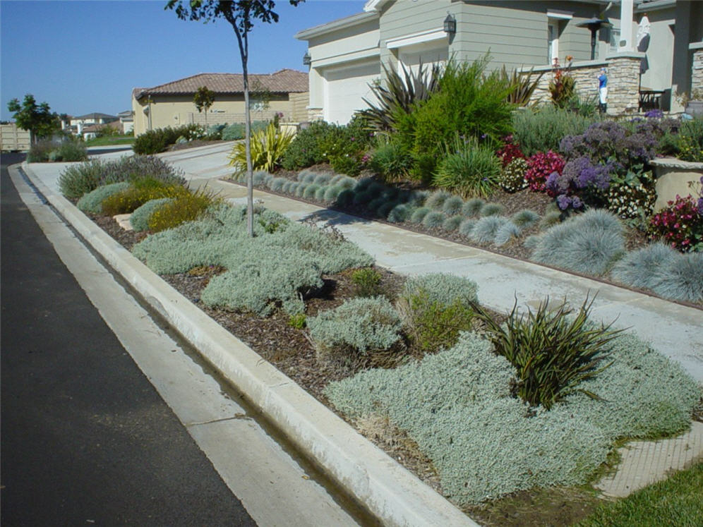 Parking Strip Snow-in-Summer