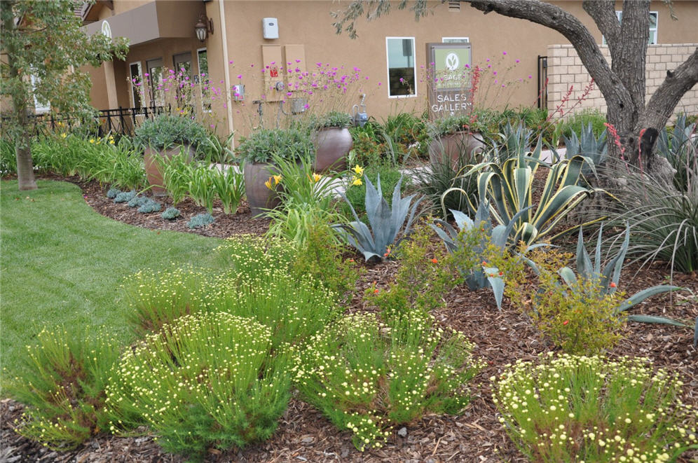 Agave and Friends