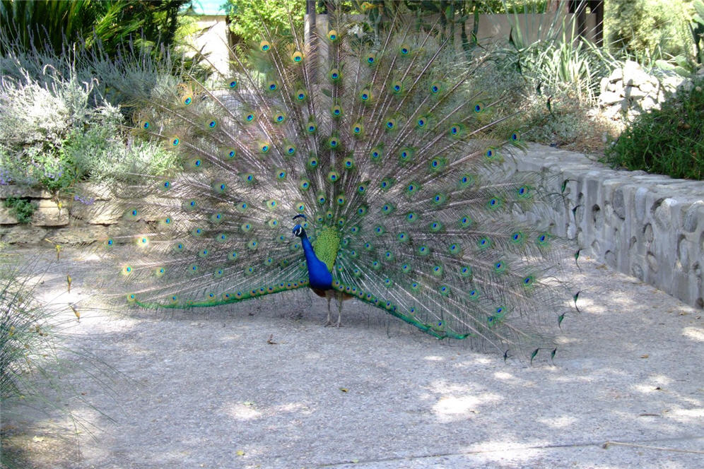 Peacock Strutting