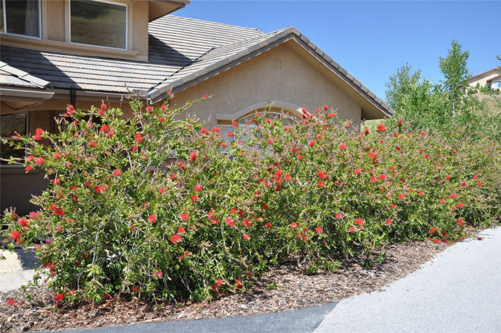 Bottle Brush Barrier