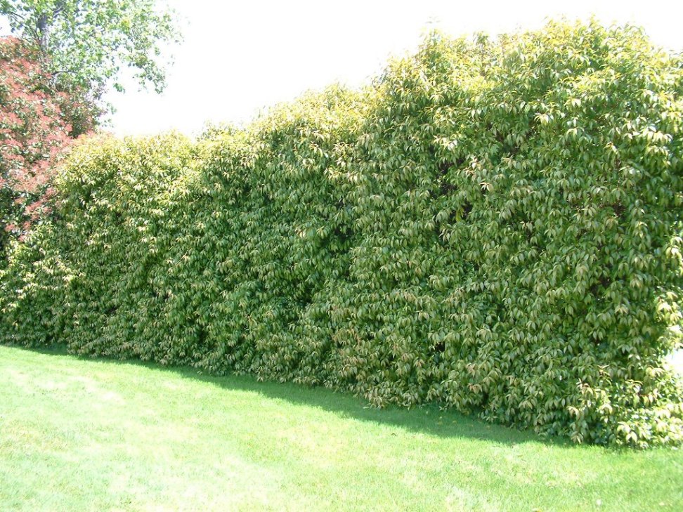 Xylosma Solid Hedge