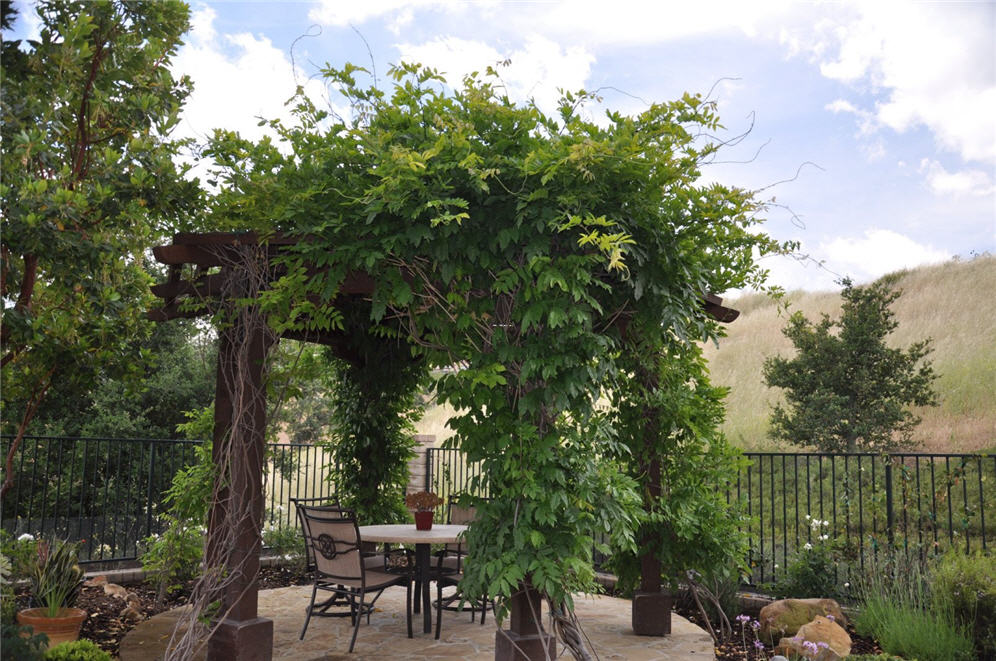 Wisteria Covered