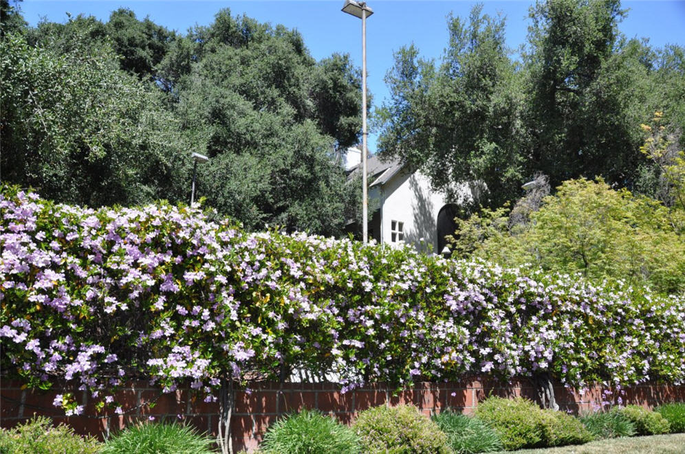 Dense Trumpet Vine Privacy