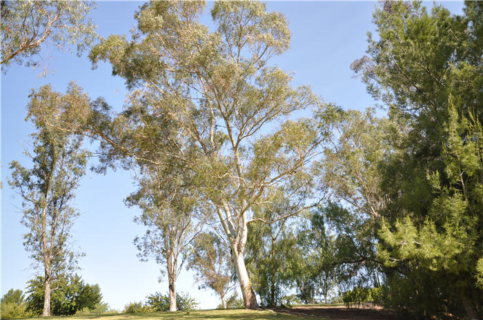 Plant photo of: Eucalyptus leucoxylon