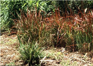 Japanese Blood Grass