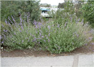 Purple or Gray Sage