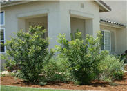 Pacific Wax Myrtle