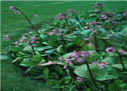 Heartleaf Bergenia, Winter Bergenia