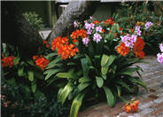 Kaffir Lily, Clivia