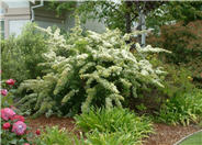 Mediterranean Pyracantha